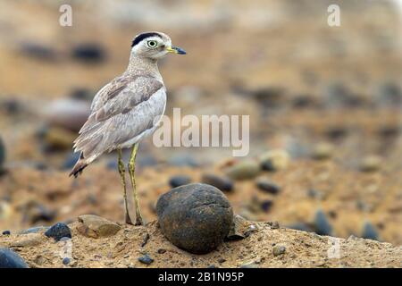 Peruanische Steinkräuterei (Burhinus superciliaris), auf dem Boden, Südamerika Stockfoto