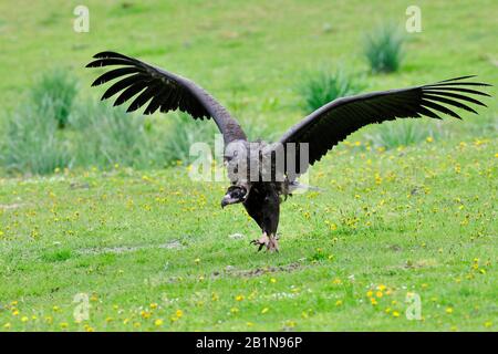 Rinngeier (Aegypius monachus), Landung auf einer Wiese, Spanien, Extremadura Stockfoto