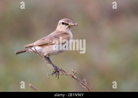 Isabellinkeule (Oenanthe isabellina), Erwachsene männlich, Kasachstan Stockfoto