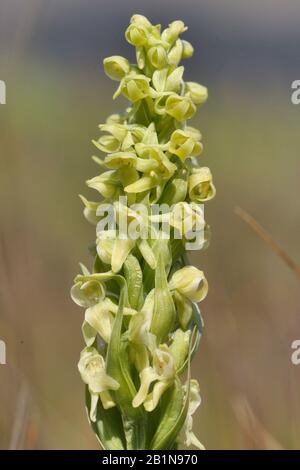 Groenlandse nachtorchis, Nordgrünes Orchid, Platanthera-Hype (Platanthera hyperborea), Infloreszenz Stockfoto