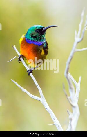 Orangebreihter Sonnenvogel, Orangebreihiger Sonnenvogel (Anthobaphes violacea, Nectarinia violacea), an einem Zweig, Südafrika, Fynbos Stockfoto