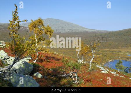 Herbstlandschaft Grovelfjallet, Schweden Stockfoto