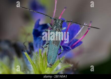 Longhorn-Käfer (Opsilia coerulescens), sitzend auf einer Buglanzblüte, Deutschland Stockfoto