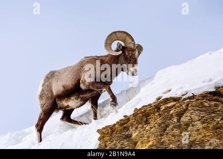 Bighorn-Schaf, amerikanisches Dickhorn, Bergschafe (Ovis canadensis), Buck, der über einen schneebedeckten Felsen geht, Seitenansicht, USA, Wyoming, Yellowstone-Nationalpark Stockfoto