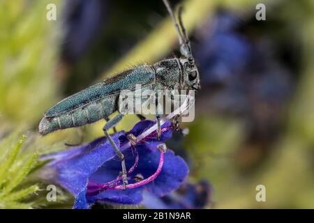 Longhorn-Käfer (Opsilia coerulescens), sitzend auf einer Buglanzblüte, Deutschland Stockfoto