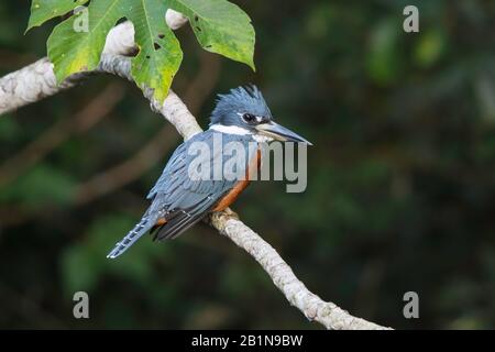 Ringkingfisher (Megaceryle torquata), auf einer Filiale, Südamerika Stockfoto