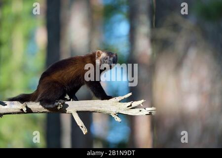 Wolverine (Gulo Gulo), auf einem toten Zweig, Finnland, sitzt Stockfoto