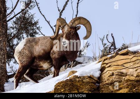 Bighorn-Schaf, amerikanisches Dickhorn, Bergschafe (Ovis canadensis), Buck auf einem schneebedeckten Felsen, USA, Wyoming, Yellowstone-Nationalpark Stockfoto