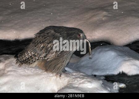 Blakistons Fischeule (Bubo blakistoni), mit gefangenem Fisch, Japan, Hokkaido, Rausu Stockfoto