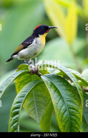 Orangenreihiger Honigfresser (Myzomela jugularis), auf einem Ast, Fidschi Stockfoto