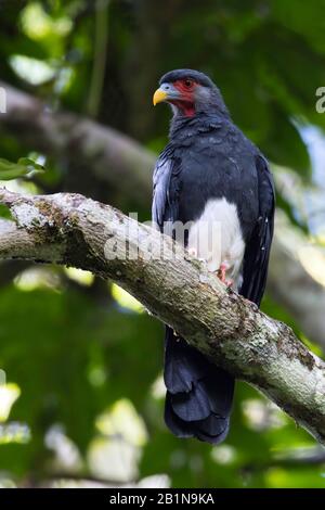 Rotkehl-Karacara (Ibycter americanus, Daptrius americanus), auf einem Zweig, Südamerika sitzend Stockfoto