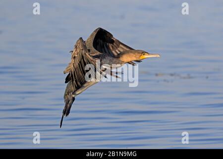 Great Cormorant, das in Äthiopien an Land kommt Stockfoto