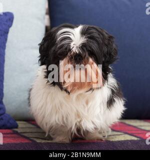 Lustiger Hund ​​is zu Hause auf der Couch sitzen. Shih Tzu brüten. Haustier. Homeless. Stockfoto