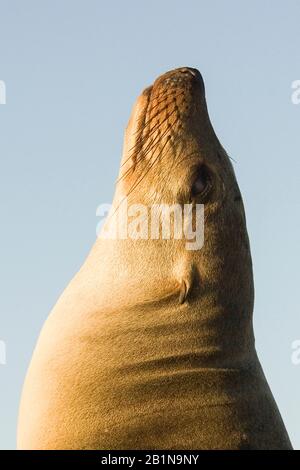 Kalifornischer Seelöwe (Zalophus californianus), männliches Sonnenbaden, Seitenansicht, Ecuador, Galapagos-Inseln, Bartolome Stockfoto