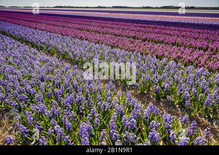 Jacinthe (Hyacinthus orientalis), blühender Jacinthe Fields, Niederlande, den Helder Stockfoto