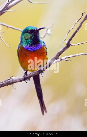 Orangebreihter Sonnenvogel, Orangebreihiger Sonnenvogel (Anthobaphes violacea, Nectarinia violacea), an einem Zweig, Südafrika, Fynbos Stockfoto