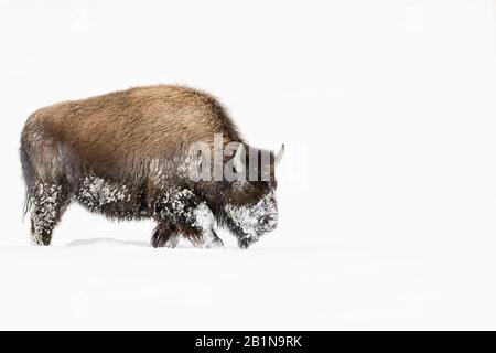 Amerikanischer Bison, Büffel (Bison Bison), Schneewandern, Seitenansicht, USA, Wyoming, Yellowstone National Park Stockfoto