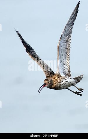 Western Curlew (Numenius arquata), in Flight, Niederlande, Texel Stockfoto