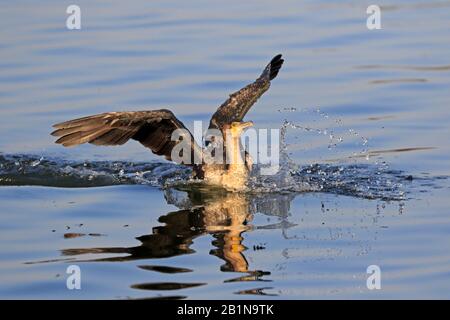 Great Cormorant, das in Äthiopien an Land kommt Stockfoto