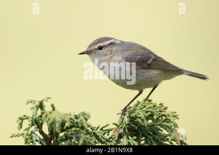 Hume's Gelbbrauen-Warbler (Phylloscopus humei humei, Phylloscopus humei), auf einem Zweig, Kirgisistan Stockfoto