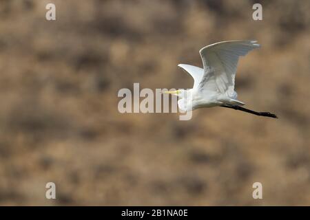 Intermediate Egret (Ardea intermedia), in Flight, Oman Stockfoto