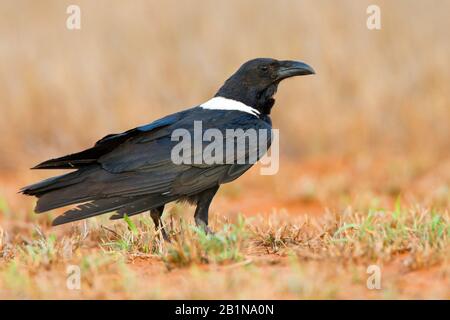 Pied Crow (Corvus albus), auf dem Boden, Madagaskar Stockfoto