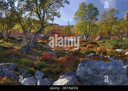 Herbstlandschaft Grovelfjallet, Schweden Stockfoto