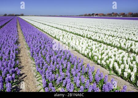 Jacinthe (Hyacinthus orientalis), blühender Jacinthe Fields, Niederlande, den Helder Stockfoto