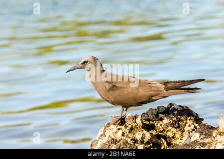 Gewöhnlicher Knötchen, brauner Noddy (Anous Stolidus), auf einem Felsen, Ecuador, Galapagos-Inseln, Santa Cruz Stockfoto