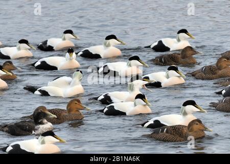 Gewöhnlicher Eider (Somateria mollissima), Schwimmgruppe, Norwegen Stockfoto