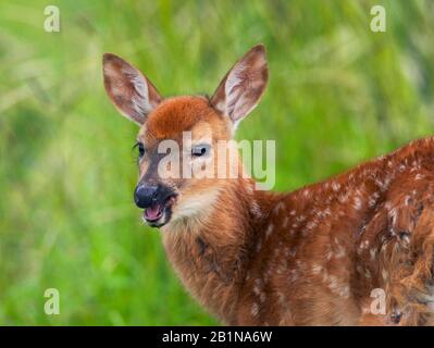 Weißwedelhirsch (Odocoileus virginianus), Kaufawn, Porträt, Nordamerika Stockfoto