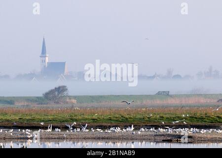 Brandseeschwalbe (Sterna sandvicensis, Thalasseus sandvicensis), Kolonie, Niederlande, Texel Stockfoto