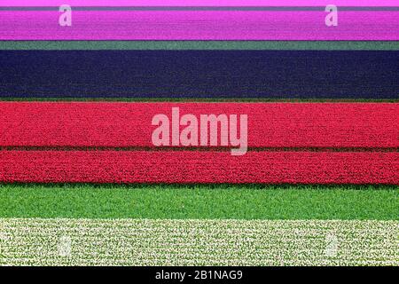 Jacinthe (Hyacinthus orientalis), blühende Jacinthe- und Tulpenfelder, Niederlande, den Helder Stockfoto