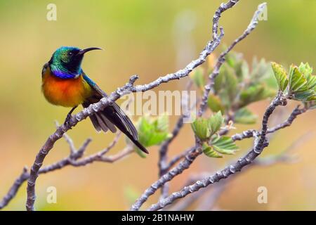 Orangebreihter Sonnenvogel, Orangebreihiger Sonnenvogel (Anthobaphes violacea, Nectarinia violacea), an einem Zweig, Südafrika, Fynbos Stockfoto