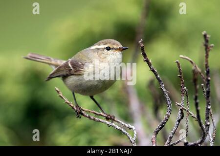 Hume's Gelbbrauen-Warbler (Phylloscopus humei humei, Phylloscopus humei), auf einem Zweig, Kirgisistan Stockfoto