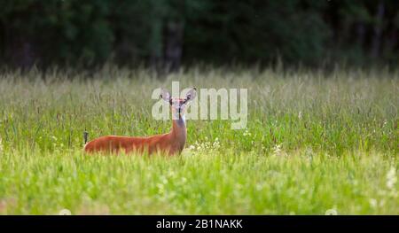 Weißwedelhirsch (Odocoileus virginianus), wachsame Hinterfütterung auf hohem Gras, Nordamerika Stockfoto