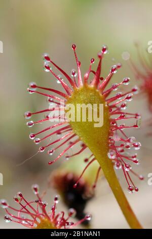 Langblättrige Sonnentau, länglich-blättrige Sonnentau, Löffelblättrige Sonnentau (Drosera intermedia), Blatt, Niederlande, Limburger Stockfoto