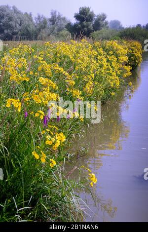 Fen ragwort (Senecio paludosus), Blooming, Niederlande, Südholland, De Biesbosch National Park Stockfoto