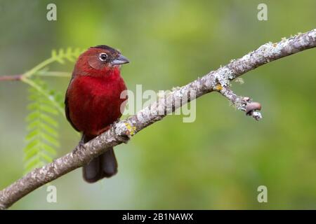 Roter Piletierter Finch, Coryphospingus cucullatus (Coryphospingus cucullatus), männlich perchiert, Südamerika Stockfoto