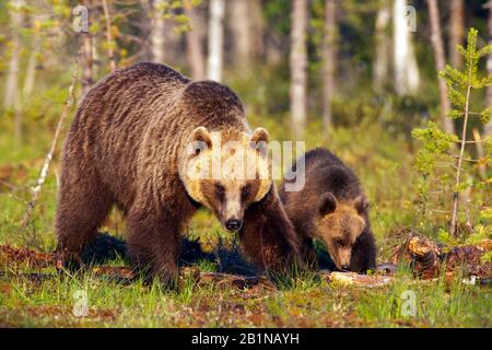 Europäischer Braunbär (Ursus arctos arctos), Weibchen mit Jungtier, Finnland Stockfoto