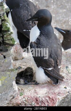 Gemein guillemot (Uria aalge), adukt mit Küken, Island, Latrabjarg Stockfoto