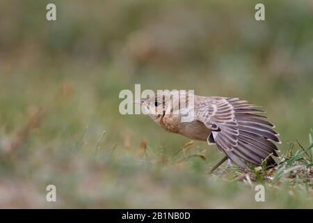 Isabellinkeule (Oenanthe isabellina), Jugendliche Streckung, Kasachstan Stockfoto