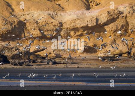 Siberian Gull, Kola Lesser Black Backed Gull, Heuglin's Gull (Larus fuscus heuglini, Larus heuglini), Gruppe an der Küste, Oman Stockfoto