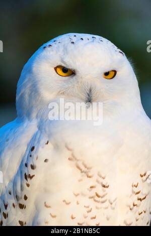 Schnee-Eule (Bubo Scandiacus, Strix Scandiaca, Nyctea Scandiaca), portrait Stockfoto