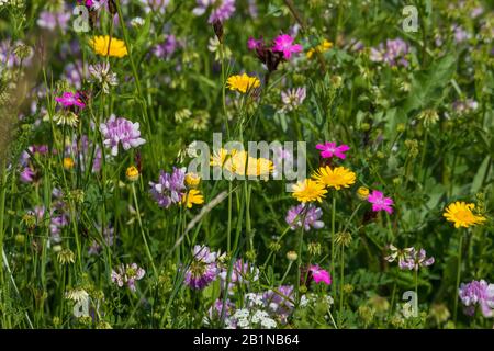 Bunte Blumen nährstoffarmes Grünland am Isardeich, Deutschland, Bayern, Oberbayern, Oberbayern, Moosburg Stockfoto