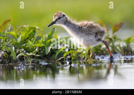 Üblicher Rotschank (Tringa totanus), Küken, Niederlande Stockfoto