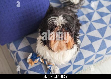 Lustiger Hund ​​is zu Hause auf der Couch sitzen. Shih Tzu brüten. Haustier. Homeless. Stockfoto