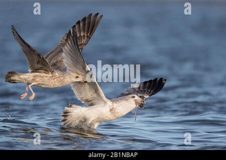 Heringsmöwe (Larus argentatus), zwei Heringsmöwen im Jagdflug, Großbritannien Stockfoto