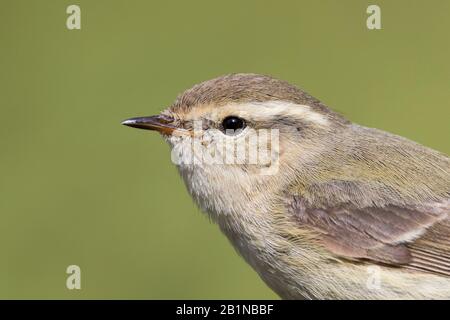 Hume's gelb gebräunter Hexer (Phylloscopus humei humei, Phylloscopus humei), Porträt, Kirgisistan Stockfoto