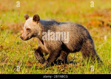 Europäischer Braunbär (Ursus arctos arctos), PUP, Finnland Stockfoto